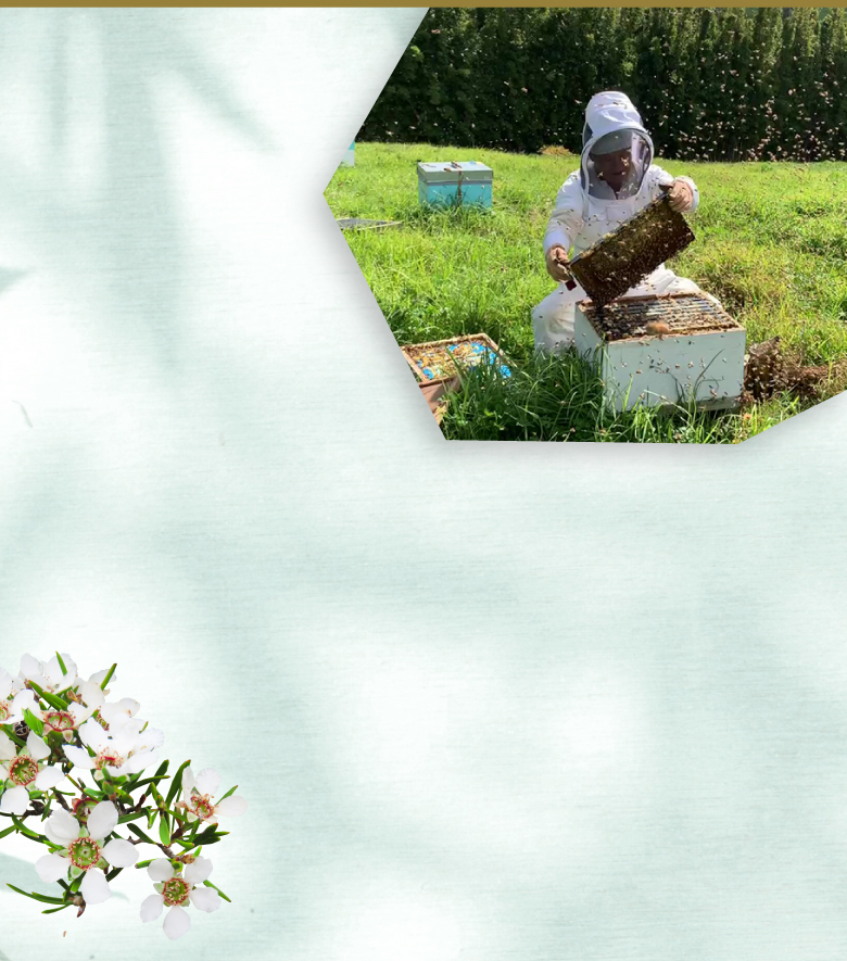 incanum manuka honey stick type