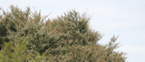 what is manuka honey