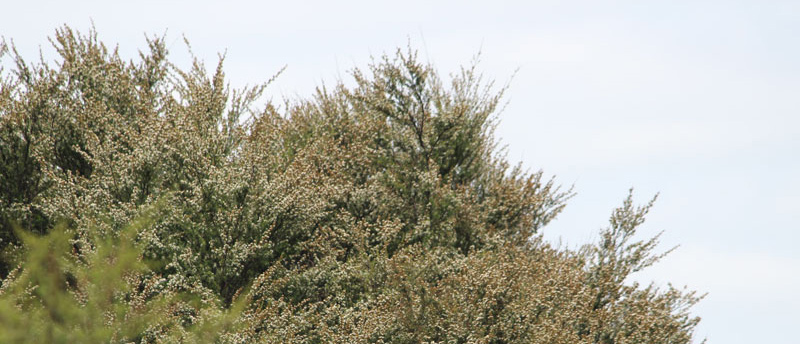 what is manuka honey