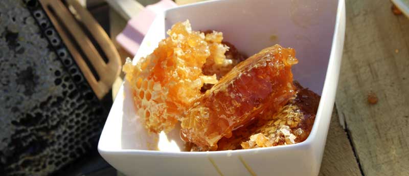 Manuka Honey Production in New Zealand