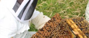 About the selective toxicity of Strong Manuka Honey