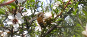 Manuka Honey and Negative Effects: