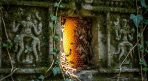 DNA analysis of honeybees found preserved in amber